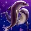 dolphins9707